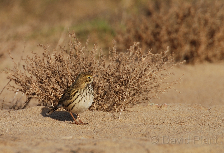 Meadow pipit  in saltmarsh - C.jpg - Meadow pipit in saltmarsh - Norfolk